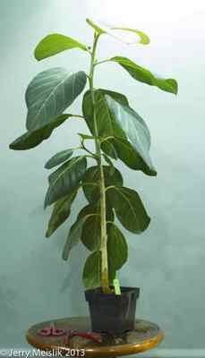 Young plant